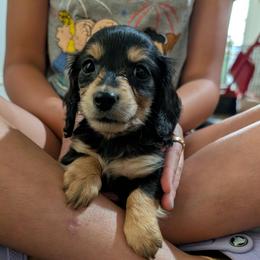 Yoda - Black and tan male Dachshund puppy in Spring Hope, North Carolina from Hogan’s Lowrider Hounds
