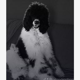 Dottie - Poodle