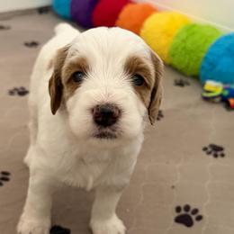 Havarti - Cream male Australian Labradoodle puppy in Orange, California from Little Kingdom Doodles