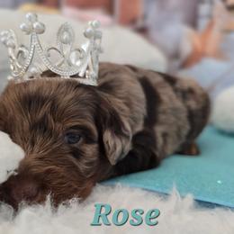 Rose - Red merle female Aussiedoodle puppy in Prescott Valley, Arizona from Ramirez Family Doodles