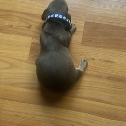 Boy 3 - Dapple male Dachshund puppy in Stilwell, Oklahoma from Hoop's Dachshund