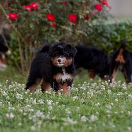 Zulu - Tri-color female Bernedoodle puppy in Denham Springs, Louisiana from GimiPup Doodles