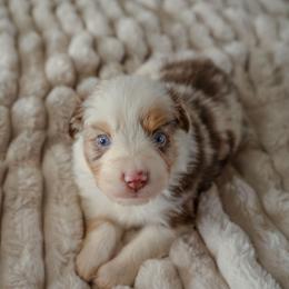 Victor - Red merle male Miniature American Shepherd puppy in Fresno, California from Alpine Tails