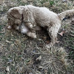 Burgundy - Apricot female Goldendoodle puppy in Baldwin, Georgia from Simmons F1b Goldendoodles