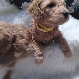 Poodle Puppies from Grace Colt Farms