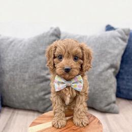 Cadbury - Red male Cavapoo puppy in Ormond Beach, Florida from Florida Coast Doodles