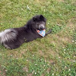 Nyla - Chow Chow