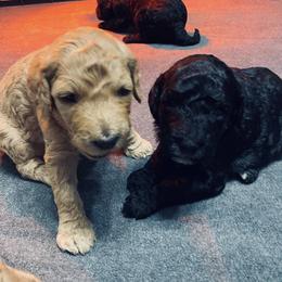 French Bulldogs and Goldendoodles from Fur Baby Farms