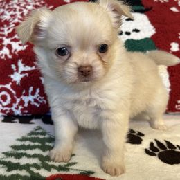 Cupid - Cream male Chihuahua puppy in Hampton, Virginia from Chilove Chihuahuas