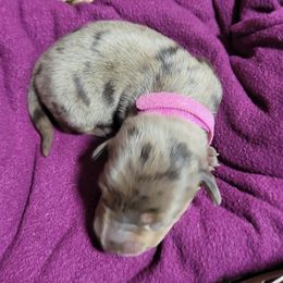 Pinky - Dapple female Dachshund puppy in El Cajon, California from Lisa Buxton