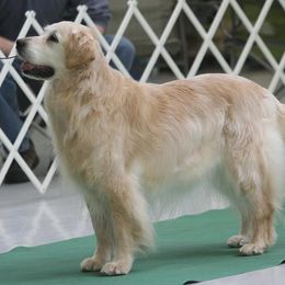 Golden Retriever All Grown Up from Cedar Goldens