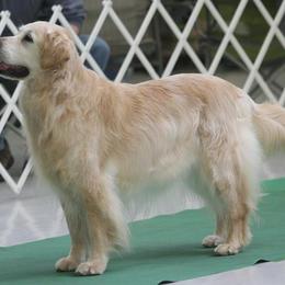 Golden Retriever All Grown Up from Cedar Goldens