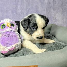 Australian Shepherd and Great Dane Puppies from AEW Farm