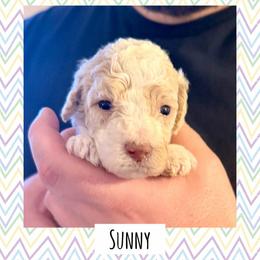 Sunny - Parti male Poodle puppy in Surprise, Arizona from Oh Doodles Doodlery
