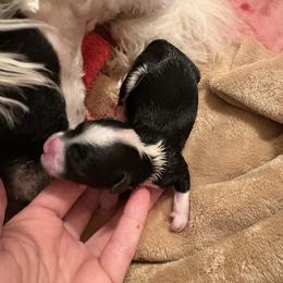 Cupid - Black and white male Chinese Crested puppy in Fort Myers Beach, Florida from Posh Poodles & Chinese Cresteds