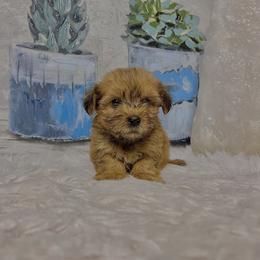 Morkie Puppies from Smart Farms