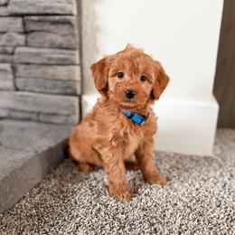 Fudge - Red  male Goldendoodle puppy in Billings, Montana from Montana Raised Doodles