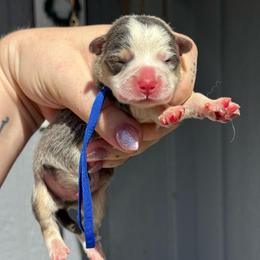Teddy (blue) - Blue male Pembroke Welsh Corgi puppy in East Oakdale, California from Rhettro Kennels
