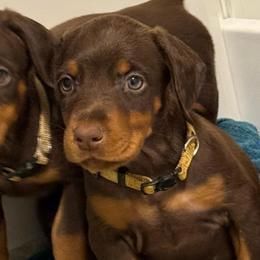 Yellow Collar - Red and rust female Doberman Pinscher puppy in Lake City, Florida from Paintedcrazy Doberman Pinchers