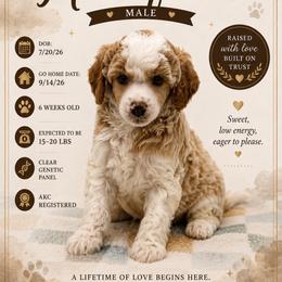 Hereford - Parti male Poodle puppy in Grass Valley, California from Sapphire Ridge Poodles