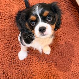Cannoli - Tri-color male Cavalier King Charles Spaniel puppy in Gilbert, Arizona from Cacti Cavaliers