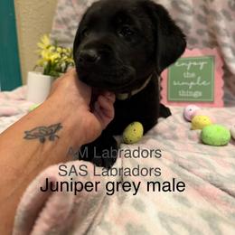 Silver - Black male Labrador Retriever puppy in Wittmann, Arizona from AM Labradors
