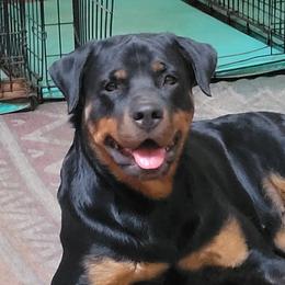 Kami - Rottweiler