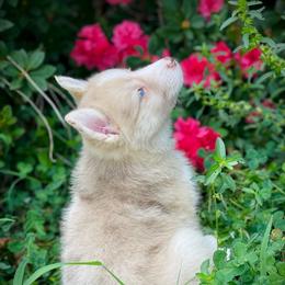 Mink - Merle female Pomsky puppy in Greenville, South Carolina from Thicketty Mountain Pomskies