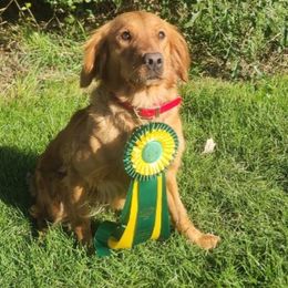 CORA - Golden Retriever