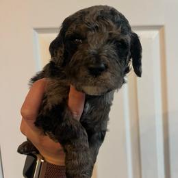 Bayou - Merle male Goldendoodle puppy in Macclenny, Florida from Davis's Doodles