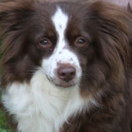 Astor - Miniature Australian Shepherd