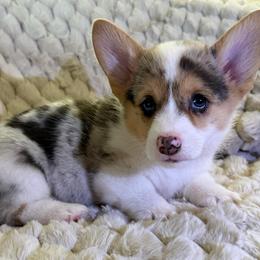 Peony - White and black female Pembroke Welsh Corgi puppy in Anderson, South Carolina from Powell's Corgis