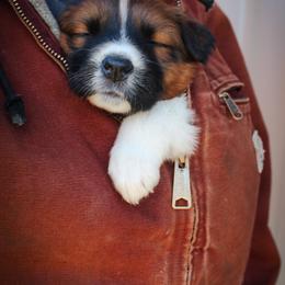 English Shepherd Puppies from Town & Country English Shepherds