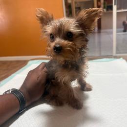 Silvio - Blue and gold male Yorkshire Terrier puppy in Pomona, California from Lunio's Yorkies