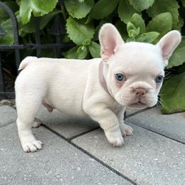 French Bulldog Puppies from The French Bulldog Company LLC