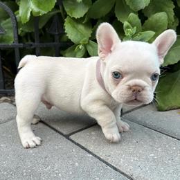 French Bulldog Puppies from The French Bulldog Company LLC