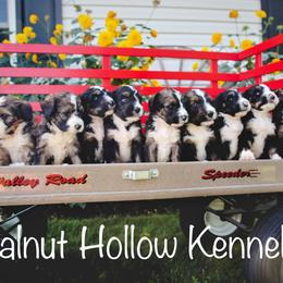 Bernedoodle Puppies from Walnut Hollow Kennels