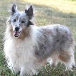 Sky - Blue merle white and tan female Shetland Sheepdog puppy in Wolcott, Indiana from Southside Shelties