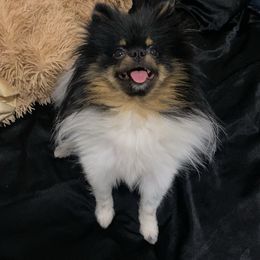 Pomeranian Puppies from Luxury Poms