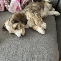 Dachshund and Goldendoodle Puppies from Schmidt’s Doxies N Doodles