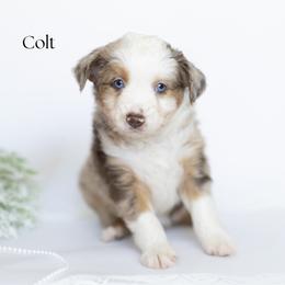 Colt - Red merle male Miniature Australian Shepherd puppy in Wooster, Ohio from Kari's Mini Aussies