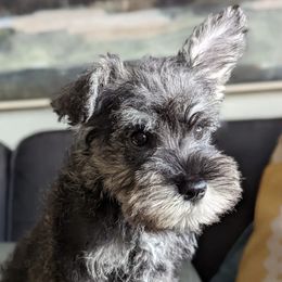 Miniature Schnauzers from It's Schnauzer Never