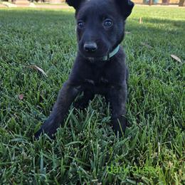 Dutch Shepherd Puppies from C’los Belgian/dutch shepherds