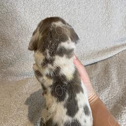 Great Dane Puppies from Parker's Great Danes