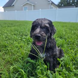 Nick - Merle male Goldendoodle puppy in Benson, North Carolina from Yvonne❤️Goldendoodles