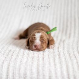 Green Colle Boy - Caramel red male Australian Labradoodle puppy in Thousand Oaks, California from Lovely Doodle Lane
