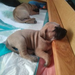 Great Dane Puppies from Unity Great Danes & Staffs