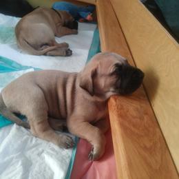 Great Dane Puppies from Unity Great Danes & Staffs