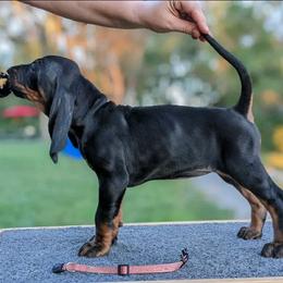 Mss Pink - Black and tan female Black and Tan Coonhound puppy in Madisonville, Tennessee from Blackstone Valley Hounds