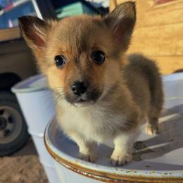 Lincoln - Sable male Pembroke Welsh Corgi puppy in Cheyenne, Wyoming from JD's Corgi Kennel